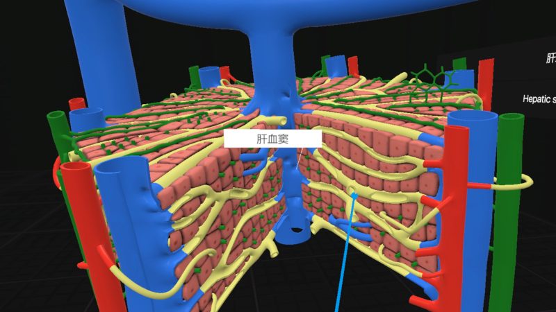 图片[5]VR玩吧官网|VR游戏下载网站|Quest 2 3一体机游戏|VR游戏资源中文汉化平台|Pico Neo3 4|Meta Quest 2 3|HTC VIVE|Oculus Rift|Valve Index|Pico VR|游戏下载中心Steam PC VR游戏《日常解剖VR》Everyday Anatomy VR（高速下载）VR玩吧官网|VR游戏下载网站|Quest 2 3一体机游戏|VR游戏资源中文汉化平台|Pico Neo3 4|Meta Quest 2 3|HTC VIVE|Oculus Rift|Valve Index|Pico VR|游戏下载中心VR玩吧【VRwanba.com】汉化VR游戏官网