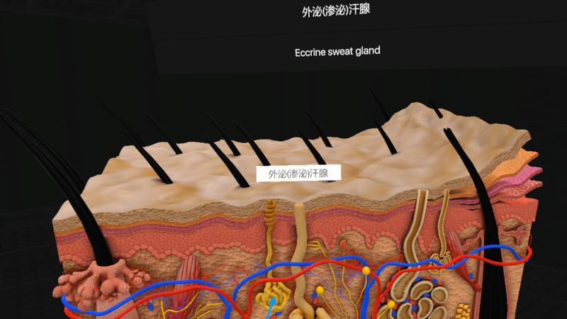 图片[4]VR玩吧官网|VR游戏下载网站|Quest 2 3一体机游戏|VR游戏资源中文汉化平台|Pico Neo3 4|Meta Quest 2 3|HTC VIVE|Oculus Rift|Valve Index|Pico VR|游戏下载中心Steam PC VR游戏《日常解剖VR》Everyday Anatomy VR（高速下载）VR玩吧官网|VR游戏下载网站|Quest 2 3一体机游戏|VR游戏资源中文汉化平台|Pico Neo3 4|Meta Quest 2 3|HTC VIVE|Oculus Rift|Valve Index|Pico VR|游戏下载中心VR玩吧【VRwanba.com】汉化VR游戏官网