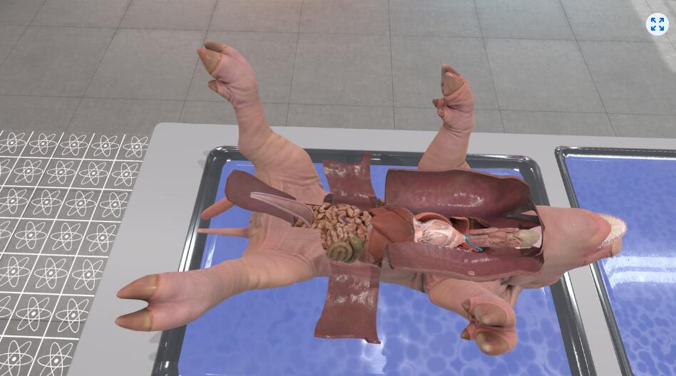 图片[3]VR玩吧-VR游戏破解下载网站-Quest 2 3 一体机游戏-Steam VR串流游戏-VR游戏资源汉化中文网站-Pico Neo3 4-Meta Quest 2 3-HTC VIVE-Oculus Rift-Valve Index-Pico VR-游戏下载中心Oculus Quest 游戏《解剖模拟器-小猪》Dissection Simulator – Pig EditionVR玩吧-VR游戏破解下载网站-Quest 2 3 一体机游戏-Steam VR串流游戏-VR游戏资源汉化中文网站-Pico Neo3 4-Meta Quest 2 3-HTC VIVE-Oculus Rift-Valve Index-Pico VR-游戏下载中心VR玩吧【VRwanba.com】汉化VR游戏官网