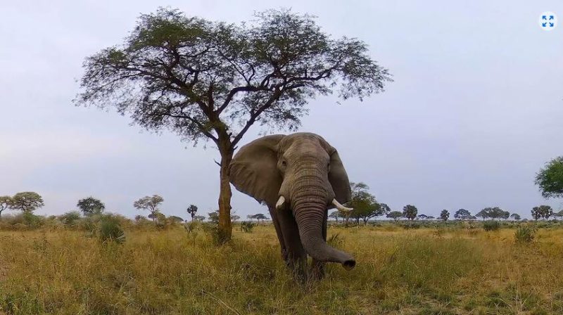 图片[2]VR玩吧-VR游戏破解下载网站-Quest 2 3 一体机游戏-Steam VR串流游戏-VR游戏资源汉化中文网站-Pico Neo3 4-Meta Quest 2 3-HTC VIVE-Oculus Rift-Valve Index-Pico VR-游戏下载中心Meta Quest 游戏《野生动物探险之旅》Murchison Falls: The Awarded Wildlife Adventure with Elephants, Lions and HyenasVR玩吧-VR游戏破解下载网站-Quest 2 3 一体机游戏-Steam VR串流游戏-VR游戏资源汉化中文网站-Pico Neo3 4-Meta Quest 2 3-HTC VIVE-Oculus Rift-Valve Index-Pico VR-游戏下载中心VR玩吧【VRwanba.com】汉化VR游戏官网