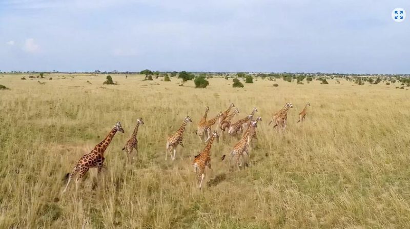 图片[3]VR玩吧-VR游戏破解下载网站-Quest 2 3 一体机游戏-Steam VR串流游戏-VR游戏资源汉化中文网站-Pico Neo3 4-Meta Quest 2 3-HTC VIVE-Oculus Rift-Valve Index-Pico VR-游戏下载中心Meta Quest 游戏《野生动物探险之旅》Murchison Falls: The Awarded Wildlife Adventure with Elephants, Lions and HyenasVR玩吧-VR游戏破解下载网站-Quest 2 3 一体机游戏-Steam VR串流游戏-VR游戏资源汉化中文网站-Pico Neo3 4-Meta Quest 2 3-HTC VIVE-Oculus Rift-Valve Index-Pico VR-游戏下载中心VR玩吧【VRwanba.com】汉化VR游戏官网