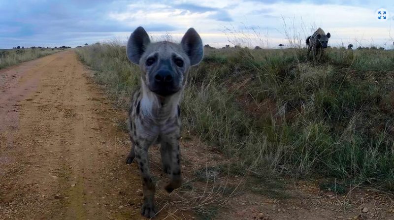 图片[4]VR玩吧-VR游戏破解下载网站-Quest 2 3 一体机游戏-Steam VR串流游戏-VR游戏资源汉化中文网站-Pico Neo3 4-Meta Quest 2 3-HTC VIVE-Oculus Rift-Valve Index-Pico VR-游戏下载中心Meta Quest 游戏《野生动物探险之旅》Murchison Falls: The Awarded Wildlife Adventure with Elephants, Lions and HyenasVR玩吧-VR游戏破解下载网站-Quest 2 3 一体机游戏-Steam VR串流游戏-VR游戏资源汉化中文网站-Pico Neo3 4-Meta Quest 2 3-HTC VIVE-Oculus Rift-Valve Index-Pico VR-游戏下载中心VR玩吧【VRwanba.com】汉化VR游戏官网