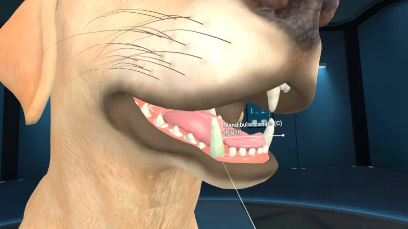 图片[4]VR玩吧-VR游戏下载网站-Quest 2 3S 一体机游戏-Steam VR串流游戏-VR游戏资源汉化中文网站-Pico Neo3 4-Meta Quest 2 3-HTC VIVE-Oculus Rift-Valve Index-Pico VR-游戏下载中心Meta Quest 游戏《动物解剖学XR》Animal Anatomy XRVR玩吧-VR游戏下载网站-Quest 2 3S 一体机游戏-Steam VR串流游戏-VR游戏资源汉化中文网站-Pico Neo3 4-Meta Quest 2 3-HTC VIVE-Oculus Rift-Valve Index-Pico VR-游戏下载中心VR玩吧【VRwanba.com】汉化VR游戏官网